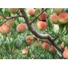 供應(yīng)晚熟桃金秋晚熟紅蜜桃、桃樹苗、桃樹苗新品種